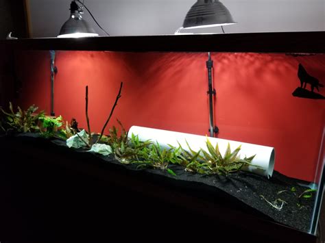 Thoughts On The Red Background Color Aquariums