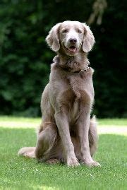 Golden retriever puppies available.we have 2 beautiful female golden retriever ready for their new homes. 20+ Longhaired Weimaraner images | weimaraner, dogs, puppies