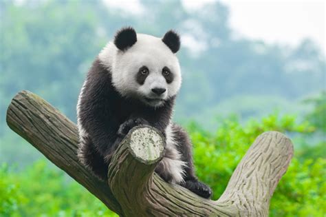 Hd Picture The Cuddly Giant Panda Sits On A Tree Branch Free Download