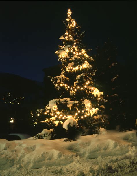 Photo Of Christmas Tree In Snow Free Christmas Images