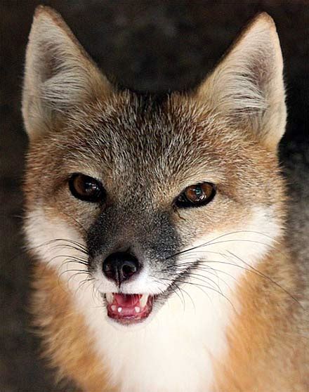 Swift Fox Nighttime Prairie Hunter