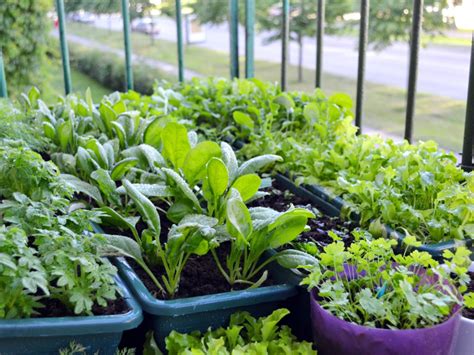 How to grow a vegetable garden using containers. Container Vegetable Gardening - Designing Your Container ...