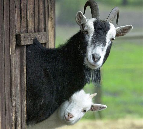 Farm Life And Country Living Happy Animals Goats Animals