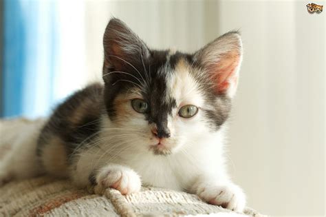 Seven Interesting Facts About Tortoiseshell And Calico