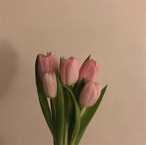 ˗ˏˋ Flowerˎˊ˗ Tulips Flowers Paper Flowers Planting Flowers