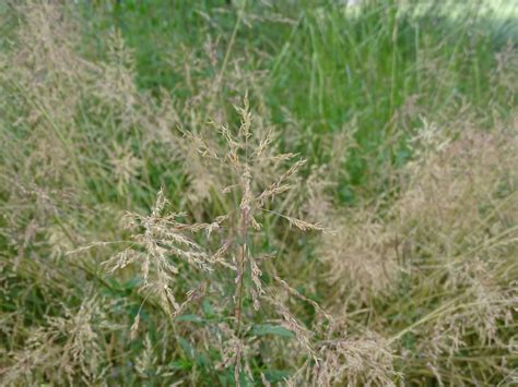 Festuca Rubra Red Fescue Grass Poaceae Pflanzen