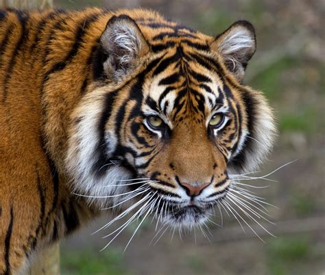 Sumatran Tiger 5 Tony Hisgett Flickr