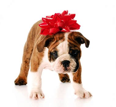 Maybe you would like to learn more about one of these? Pets as gifts? Not a good idea, experts say | syracuse.com