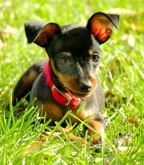 Dog Breed Facts And Information About The Miniature Pinscher Pethelpful