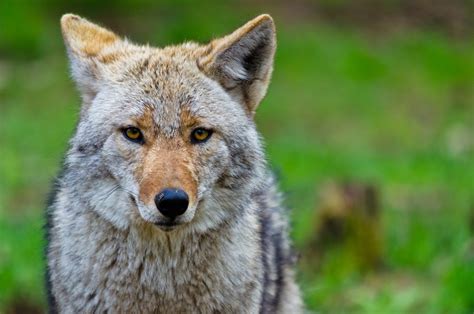 Wild Paws Sanctuary Blog Coexisting With Coyotes
