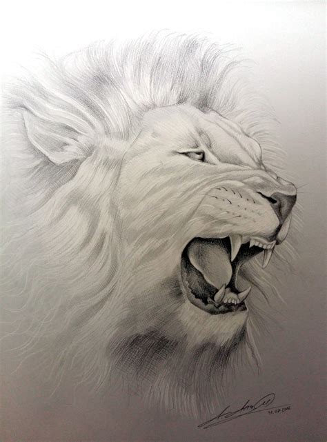 Roaring Lion Side View Drawing Wallpaperandroidred
