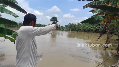 Sungai Bengawan Solo Meluap Puluhan Hektare Lahan Petani Di Tuban Terendam