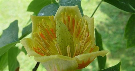 The Tulip Poplar Lirodendroan Tulipifera Was Designated Official