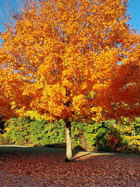 Your Favorite Trees For Fall Color General Gardening Growing Fruit