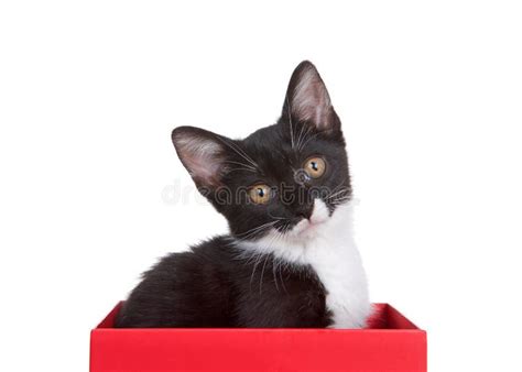 Tuxedo Cat Watching Snow Stock Photo Image Of Snow Seasonal 27152540