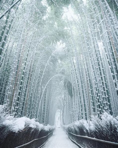 Bamboo Forest After Snow In Kyoto Japan Beautiful World Beautiful