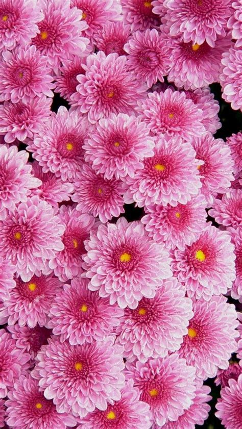 Awesome Pink Flowers Wallpaper Iphone Best Iphone Wallpaper Pink