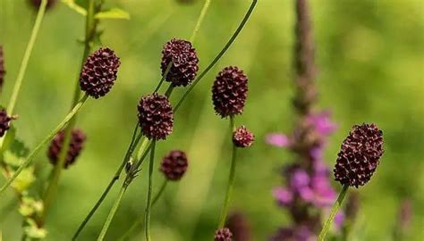What Is Great Burnet Used For The Herbal Resource