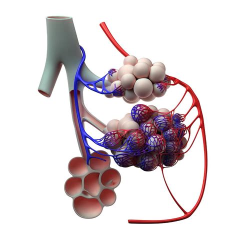 Human Alveoli Artwork Digital Art By Sciepro Pixels
