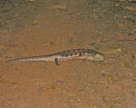 Northern Blue Tongued Skink Facts Diet Habitat And Pictures On