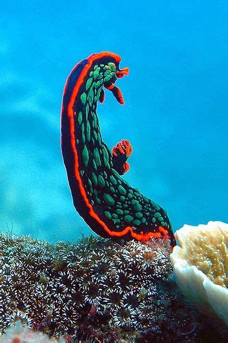 Nembrotha Kubaryana Sea Slug Ocean And Spanish Dancer