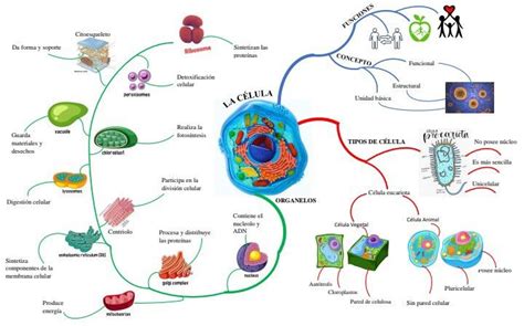 Mapa Mental De La Célula Mapas Mentales Mapas Celulas