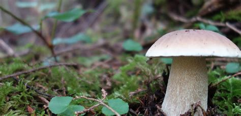 Wild Forest Mushrooms Efm