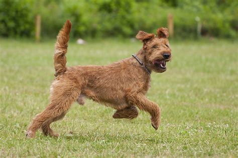 Irish Terrier Dog Breed Characteristics And Care