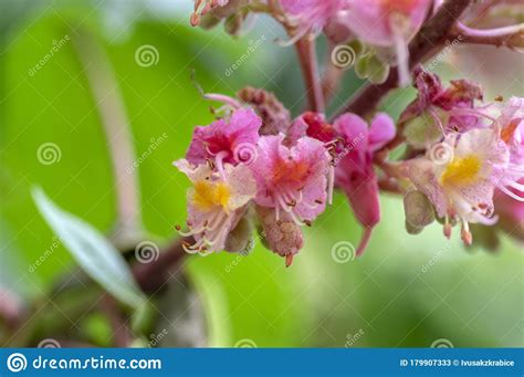 Aesculus Carnea Pavia Red Horse Chestnut Flowers In Bloom Bright Pink