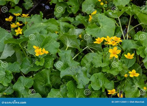 Caltha Palustris Marsh Marigold Or Kingcup Flowers In Wet Woodland