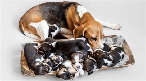 Beagle Growth Chart And Size Chart How Big Do Beagles Get