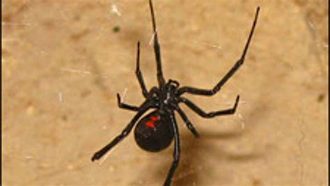 Why Do Black Widows Eat Their Mates Is There An Evolutionary Advantage