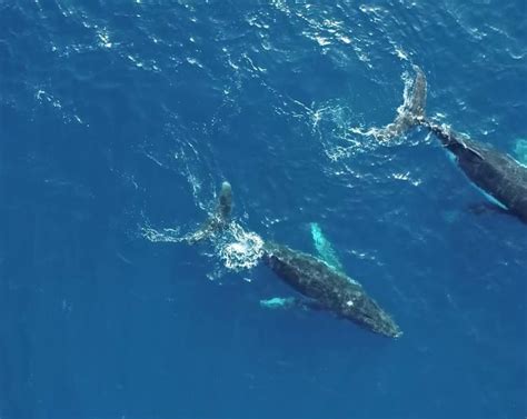 Joji Morishita Phd Whaling Today New Perspectives On An Old Debate