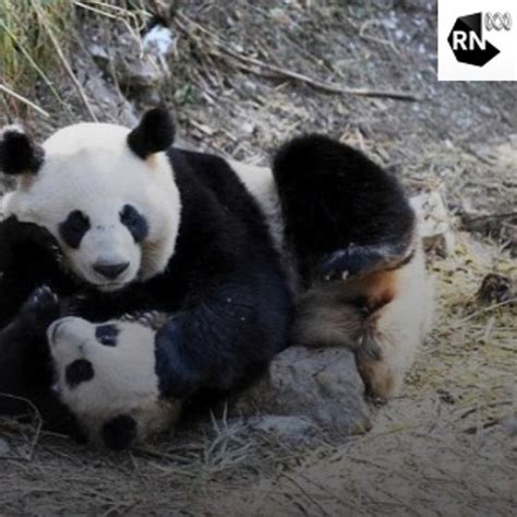 Stream Pandas To Be Taken Off The Endangered List By Wwf Australia