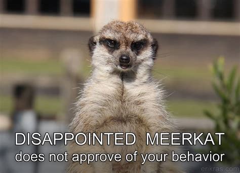 20 Funniest Meerkat Meme Pictures Collection Picss Mine