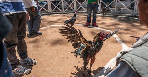Indian Rooster Kills Owner During Cockfight Expatimes