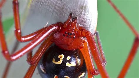 10 Most Dangerous Spiders In The World Youtube