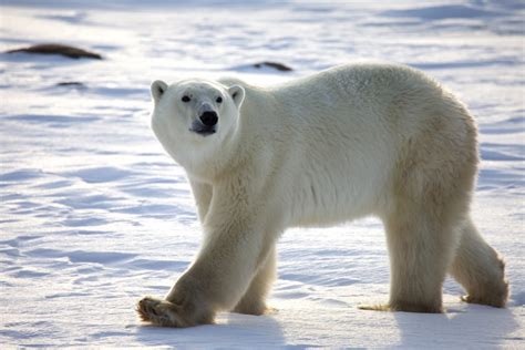 Polar Bear Environment And Natural Resources