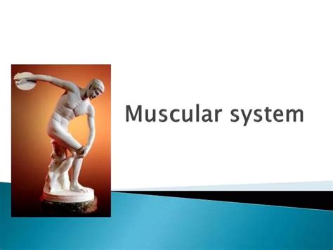 Ppt Muscular System Powerpoint Presentation Free Download Id1985459