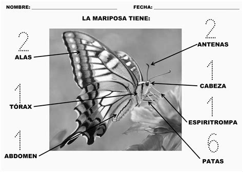 Trabajando Con Personitas Las Partes De La Mariposa