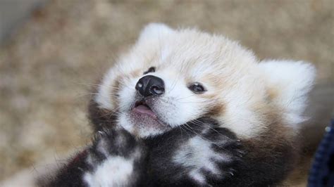 In Pictures Adorable Newborn Red Panda Oversixty