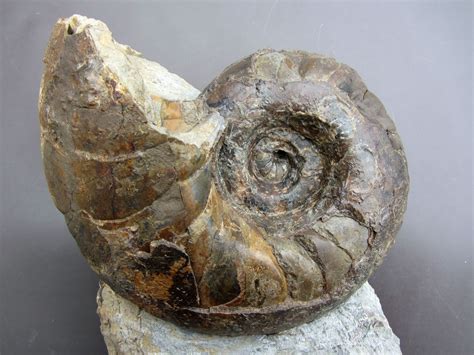 Nautiloids Collections The Fossil Forum