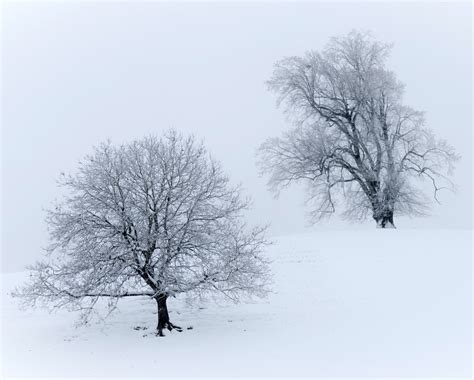 White Tree Snow Wallpapers Wallpaper Cave