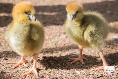 Screamer Chicks Hatch At Woodland Park Zoo Zooborns