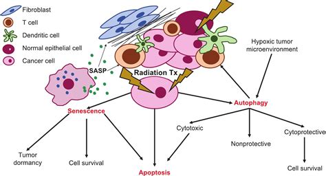 the roles of autophagy and senescence in the tumor cell response to radiation