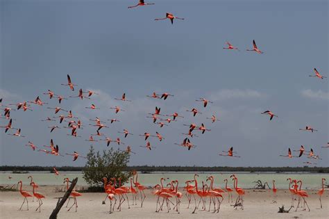 On Great Inagua Island In The Bahamas The Flamingos Are Many And