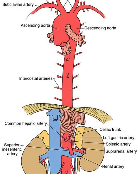 Descending Aorta Branches Anatomy Anatomy Structure