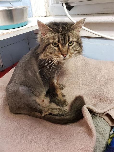 There are of course local shelters as well that may have mixed or older coons available for adoption. Cat for adoption - Felicia, a Domestic Long Hair & Maine ...