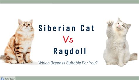 Siberian Cat Vs Ragdoll Which Breed Is Suitable For You