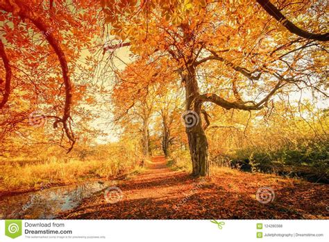 Beautiful Golden Autumn Scenery Stock Photo Image Of